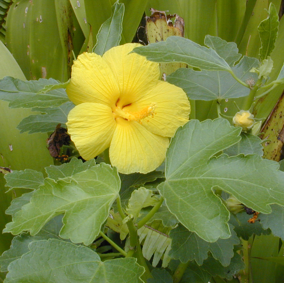 ma'o hau hele - Hawai'i state flower